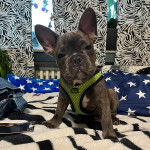 Un Bantam Bulldog au pelage bicolore, assis sur un lit et portant un harnais 