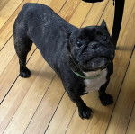 Un Bantam Bulldog au pelage bicolore, sur un plancher et portant un collier autour du cou 
