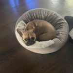 Un Bantam Bulldog allong&eacute; dans un panier et regardant la cam&eacute;ra 