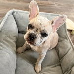 Un Bantam Bulldog au pelage bicolore, assis dans un panier et regardant la cam&eacute;ra