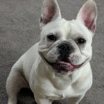 Un Bantam Bulldog au pelage blanc, assis sur une moquette 