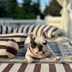 Un Bantam Bulldog au pelage bicolore, allong&eacute; sur un lit et ayant la gueule ouverte 