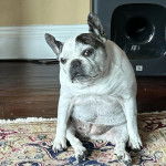 Une femelle Bantam Bulldog au pelage bicolore, assis sur un tapis 