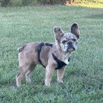 Un Bantam Bulldog au pelage bicolore, sur une surface gazonn&eacute;e et portant un harnais 
