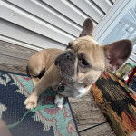 Un Bantam Bulldog au pelage bicolore, assis et qui est tenu en laisse 