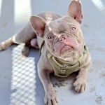 Un Bantam Bulldog au pelage bicolore, allong&eacute; sur une surface terrass&eacute;e et portant un harnais 