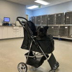 Un Bantam Bulldog au pelage noir, assis dans une poussette et regardant la cam&eacute;ra 