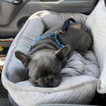 Un Bantam Bulldog allong&eacute; dans un panier et qui est tenu en laisse 