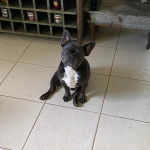 Un Bantam Bulldog au pelage bicolore, assis sur un sol carrel&eacute; et regardant la cam&eacute;ra 