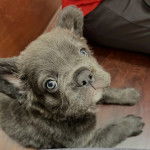 Un Bantam Bulldog allong&eacute; sur un plancher et regardant la cam&eacute;ra 