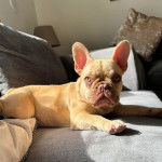 Un Bantam Bulldog au pelage fauve, allong&eacute; sur un canap&eacute; et regardant la cam&eacute;ra 