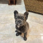 Un Bantam Bulldog au pelage bicolore, assis sur un sol carrel&eacute; 