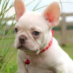 Un Bantam Bulldogau pelage blanc, assis sur une surface herbac&eacute;e et portant un collier autour du cou