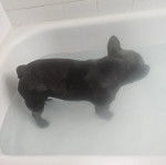 Un Bantam Bulldog se tenant &agrave; quatre pattes dans une baignoire 