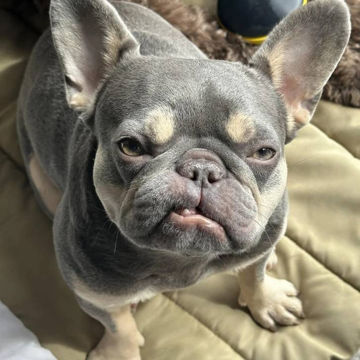 Un Bantam Bulldog au pelage bicolore, assis et regardant la caméra 