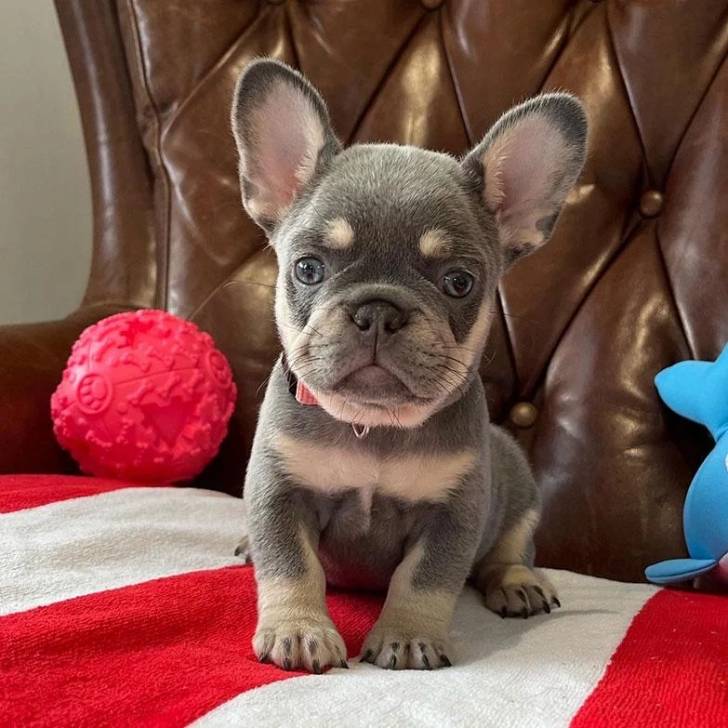 Un Bantam Bulldog au pelage bicolore, assis sur un fauteuil et portant un collier autour du cou 