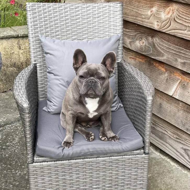 Un Bantam Bulldog au pelage bicolore, assis sur une chaise et regardant la caméra 