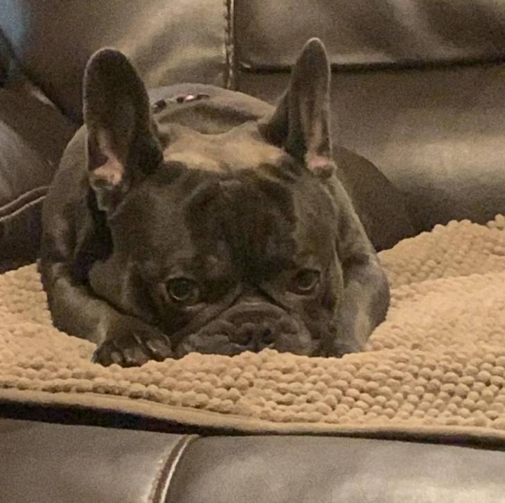 Un Bantam Bulldog au pelage noir, allongé sur un canapé et portant un collier autour du cou 