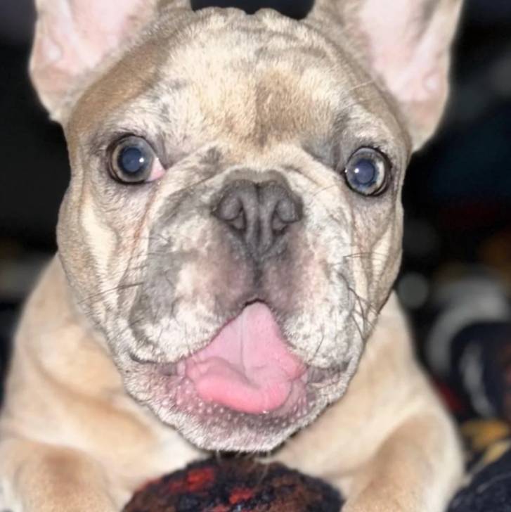 Gros plan d'un Bantam Bulldog regardant la caméra 