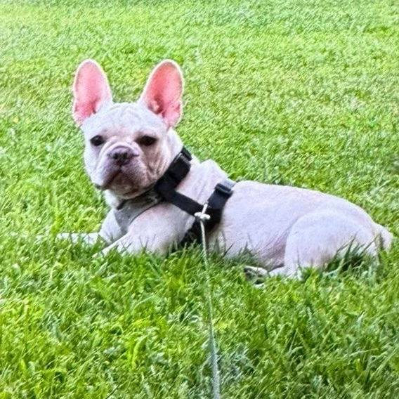 Un Bantam Bulldog allongé sur une surface herbacée et qui est tenu en laisse 