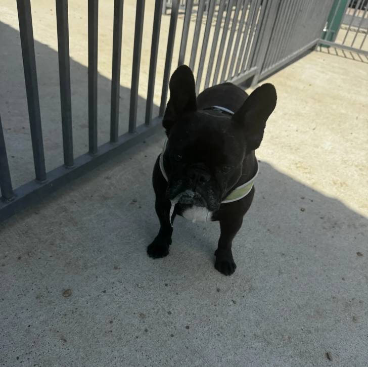 Un Bantam Bulldog au pelage bicolore, regardant la caméra et portant un harnais