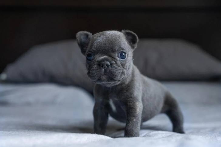 Un chiot Bantam Bulldog sur un lit et regardant vers la caméra