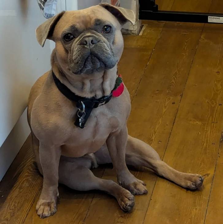 Un Bantam Bulldog assis sur un plancher, regardant la caméra et portant un collier autour du cou