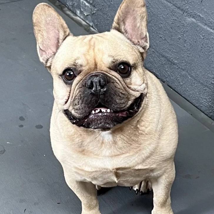 Un Bantam Bulldog assis sur une surface terrassée et regardant la caméra 