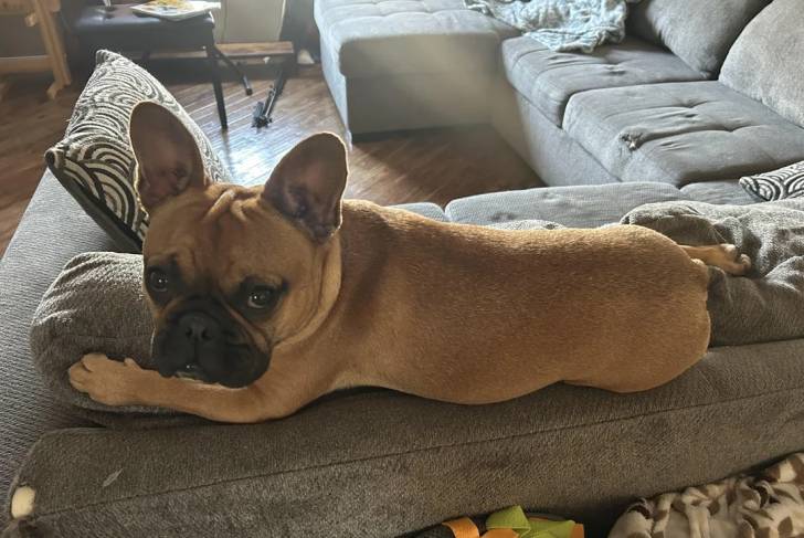 Un Bantam Bulldog allongé sur un canapé et regardant vers la caméra 