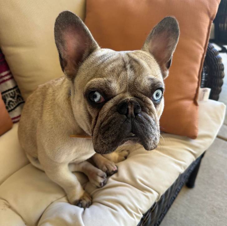 Un Bantam Bulldog assis sur un canapé et regardant la caméra