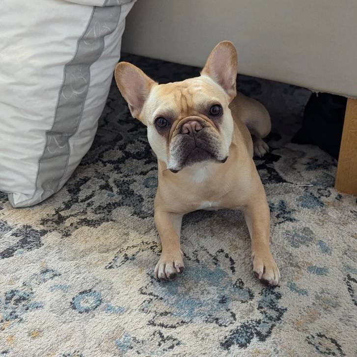 Un Bantam Bulldog au pelage bicolore, allongé sur un tapis et regardant la caméra 