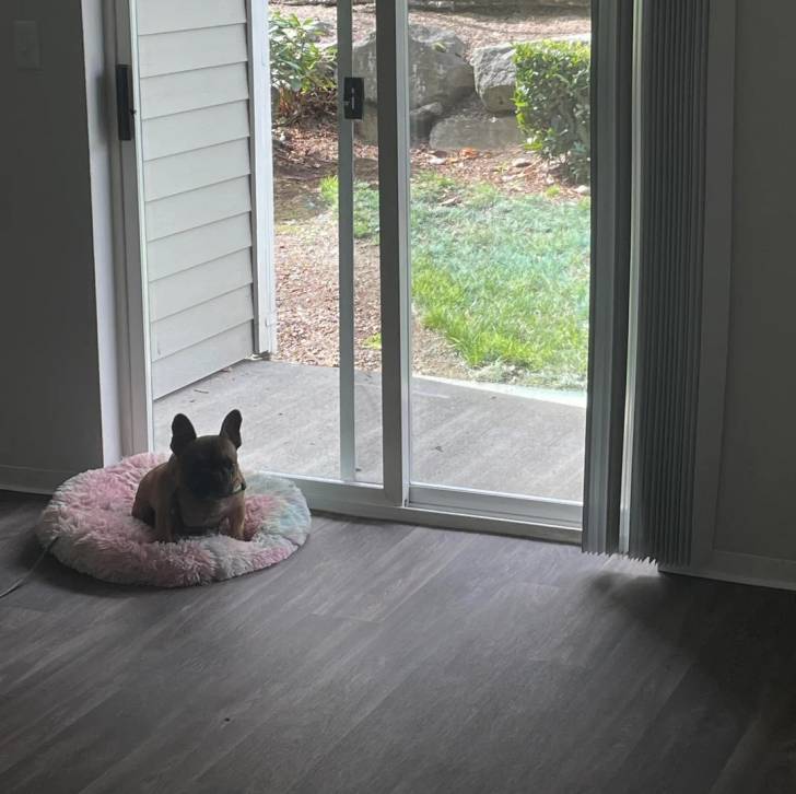 Un Bantam Bulldog au pelage fauve, allongé dans un panier et portant un collier autour du cou