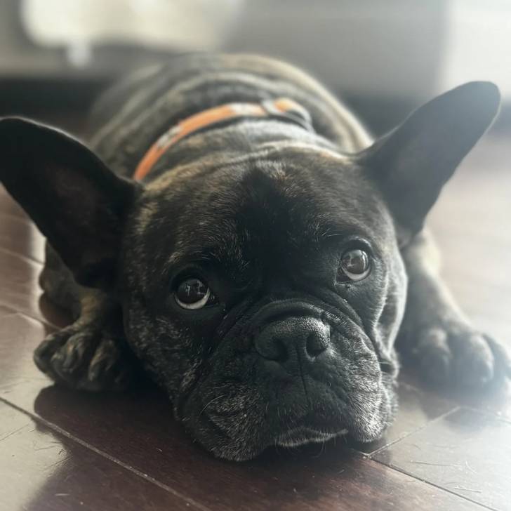 Un Bantam Bulldog au pelage bicolore, allongé sur un plancher et portant un collier autour du cou