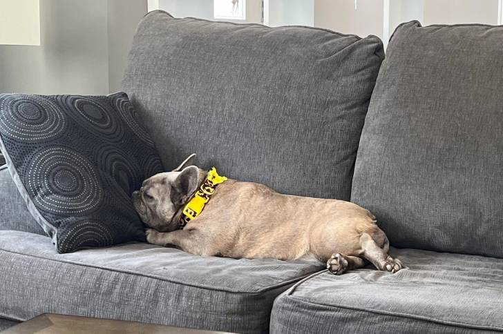 Un Bantam Bulldog allongé sur un canapé et portant un collier autour du cou