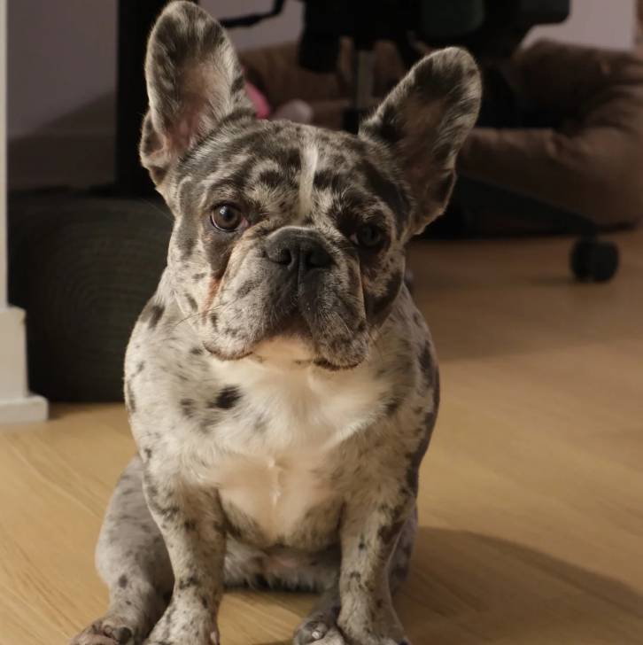 Un Bantam Bulldog au pelage bicolore, assis sur un parquet et regardant la caméra 