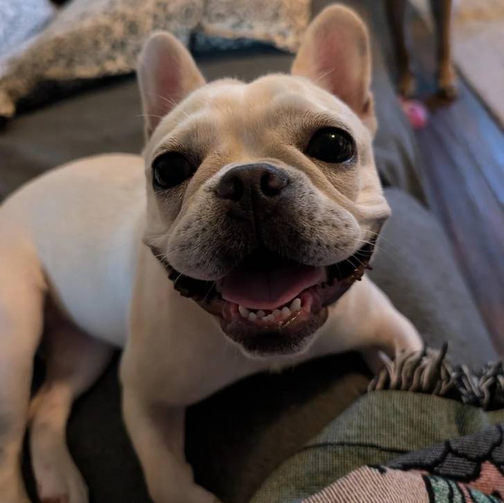 Un Bantam Bulldog au pelage blanc, alongé sur un canapé et ayant la gueule ouverte 