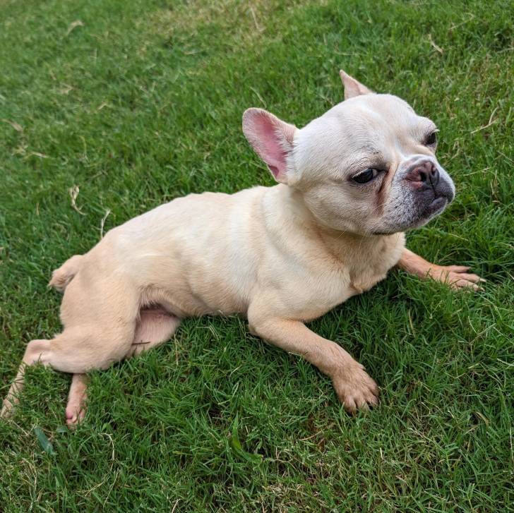 Un Bantam Bulldog au pelage blanc, allongé sur une surface herbacée et semblant détendu 