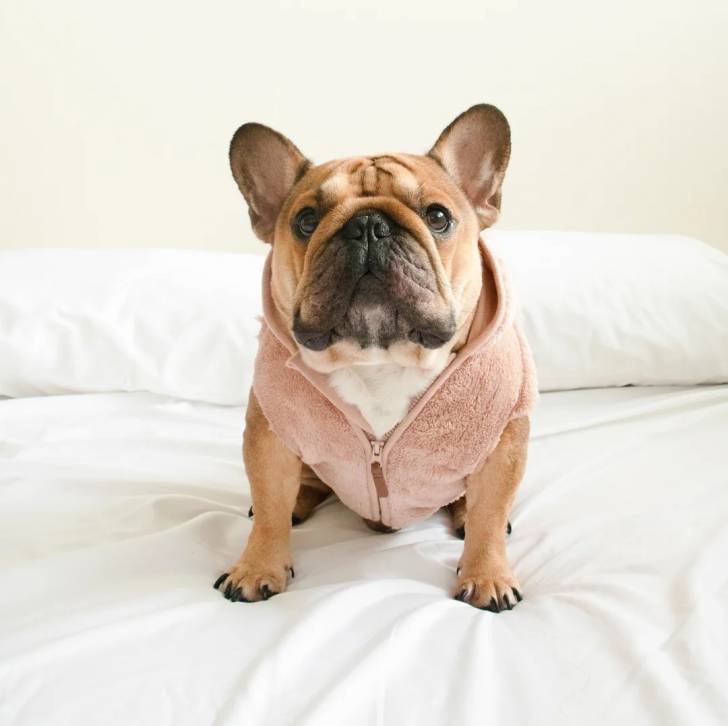 Un Bantam Bulldog au pelage bicolore, assis sur un lit et portant un habit 