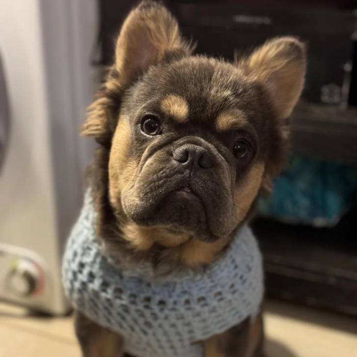 Un Bantam Bulldog au pelage bicolore, assis sur un sol carrelé et portant un habit