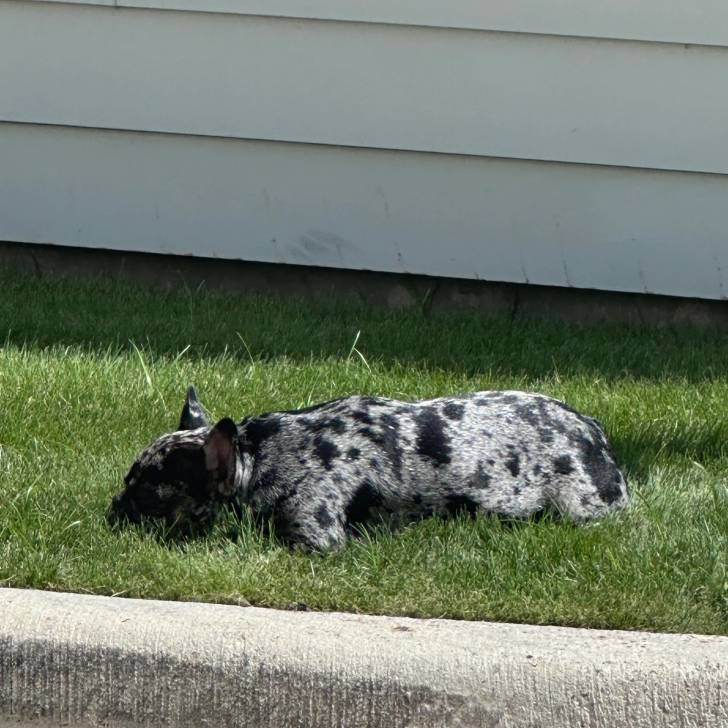 Un Bantam Bulldog au pelage bicolore, allongé sur une surface gazonnée et semblant dormir 