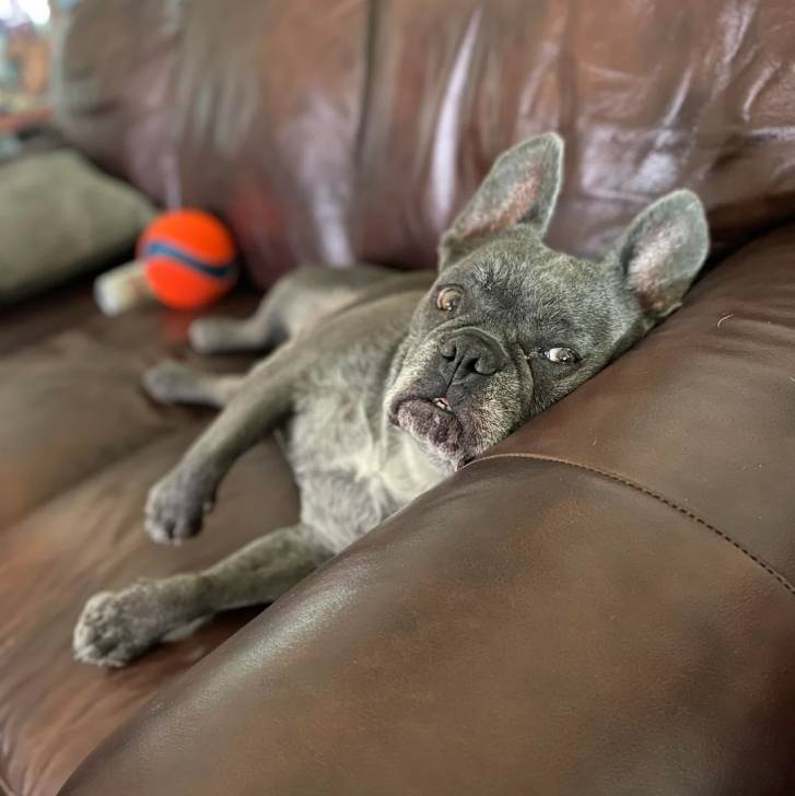 Un Bantam Bulldog au pelage bicolore, allongé sur un canapé et regardant la caméra