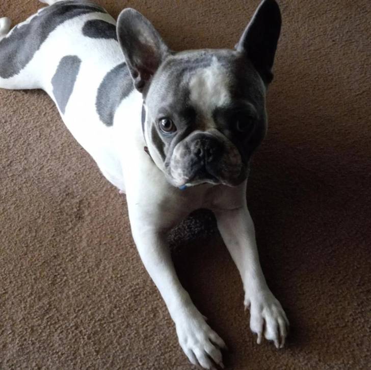 Un Bantam Bulldog au pelage bicolore, allongé sur une moquette et regardant la caméra 