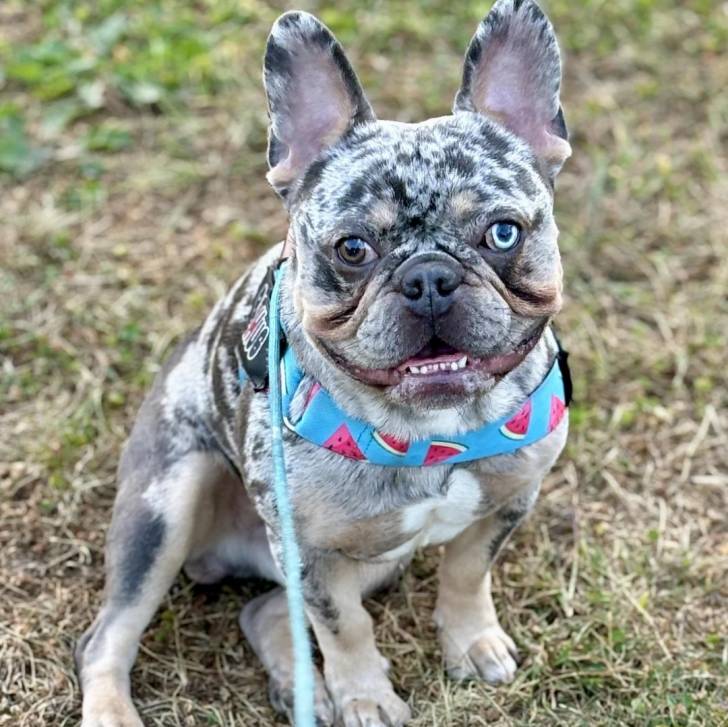 Un Bantam Bulldog au pelage bicolore, assis sur une surface herbacée et qui est tenu en laisse 