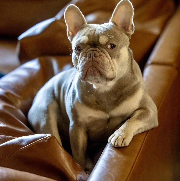Un Bantam Bulldog au pelage bicolore, assis sur un canapé et semblant détendu