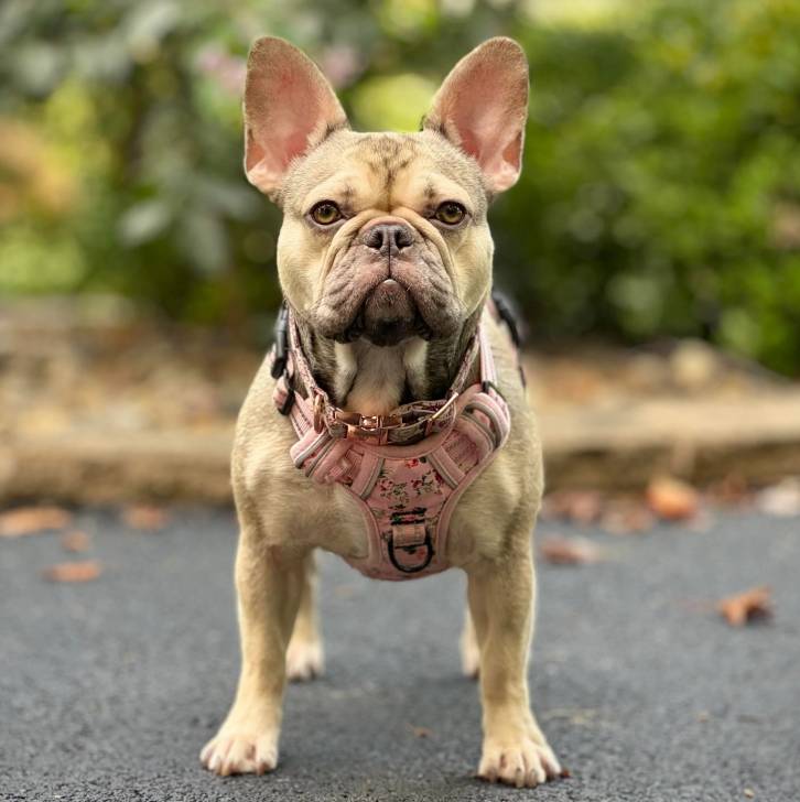 Un Bantam Bulldog au pelage bicolore, regardant la caméra et portant un harnais 