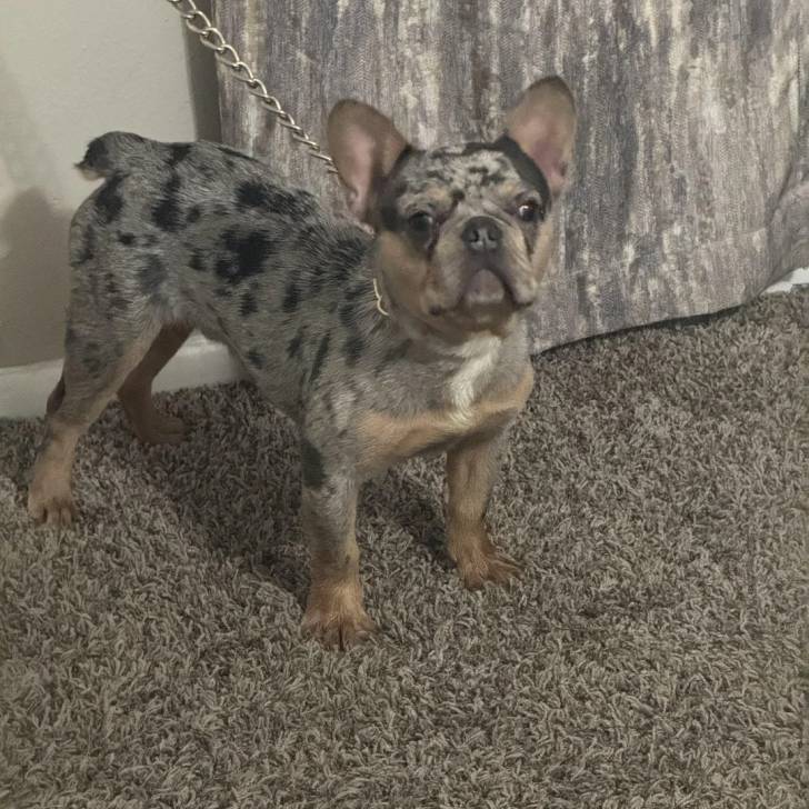Un Bantam Bulldog au pelage bicolore, sur une moquette et qui est tenu en laisse