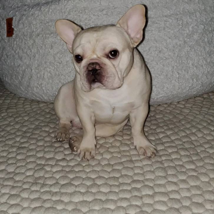 Un Bantam Bulldog au pelage blanc, assis sur un tapis et regardant la caméra 