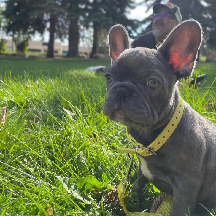 Un Bantam Bulldog assis sur une surface gazonnée et portant un collier autour du cou 