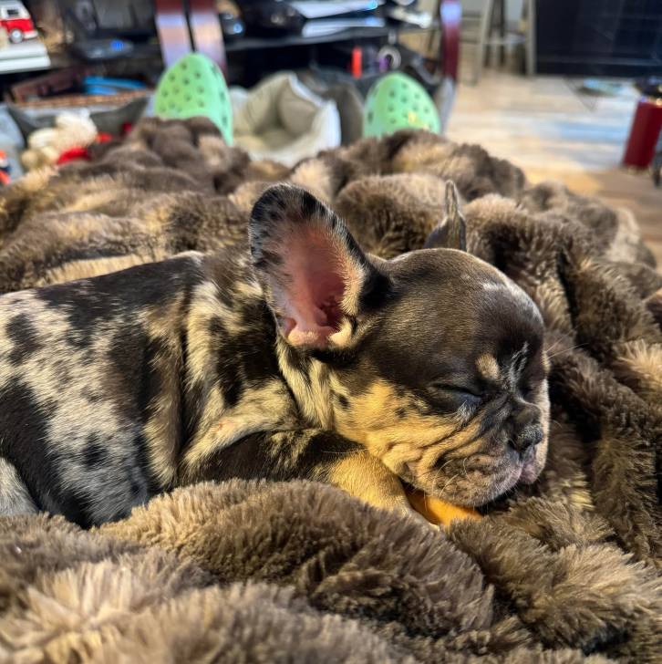 Un Bantam Bulldog au pelage tricolore, allongé sur une personne et semblant dormir 