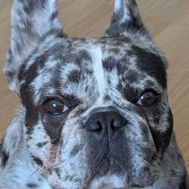 Gros plan d'un Bantam Bulldog au pelage bicolore regardant la caméra 